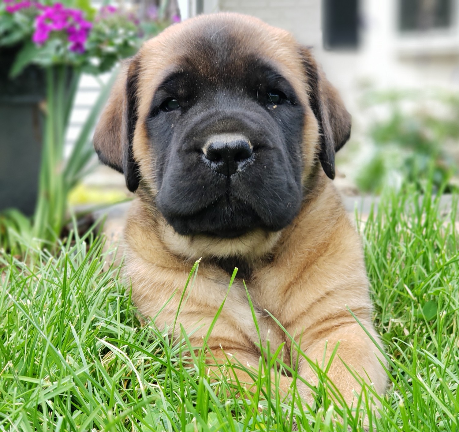 English Mastiff Puppies For Sale | Newmanstown, PA #276839