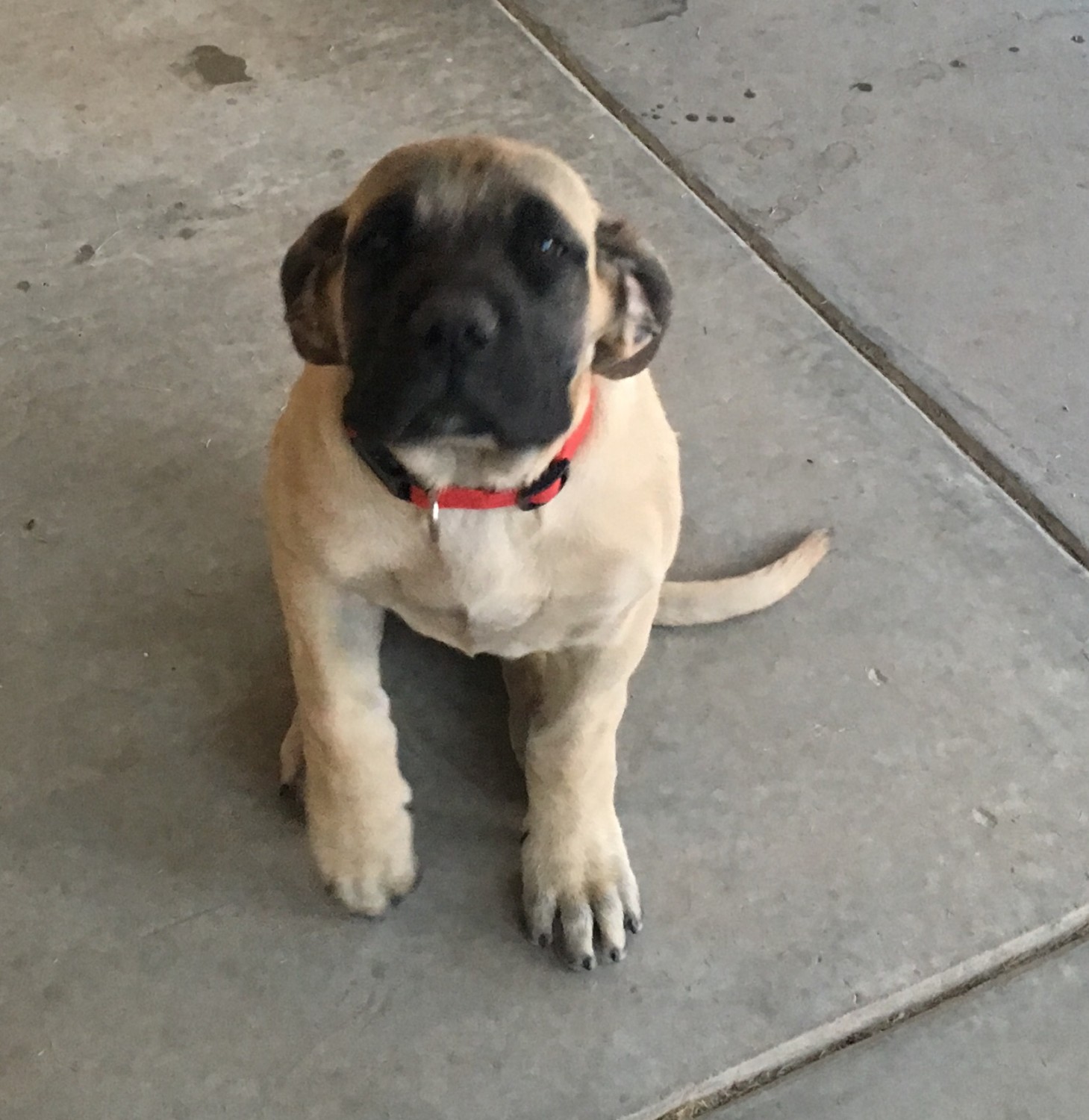 English Mastiff Puppies For Sale El Paso, TX 302025