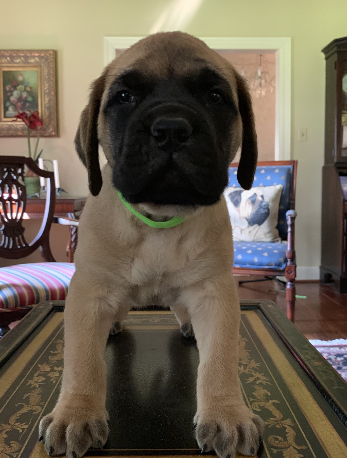 English Mastiff Puppies For Sale Henderson, KY 302349