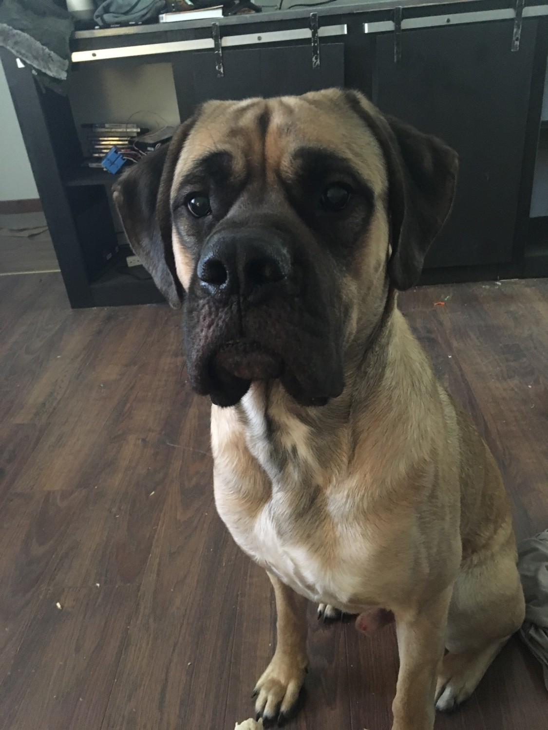 English Mastiff Puppies For Sale Clarion, PA 319402