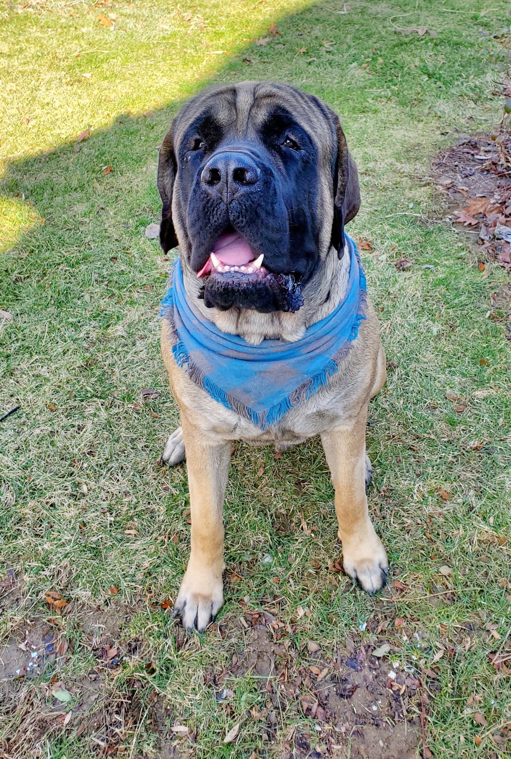 English Mastiff Puppies For Sale Versailles, OH 321118