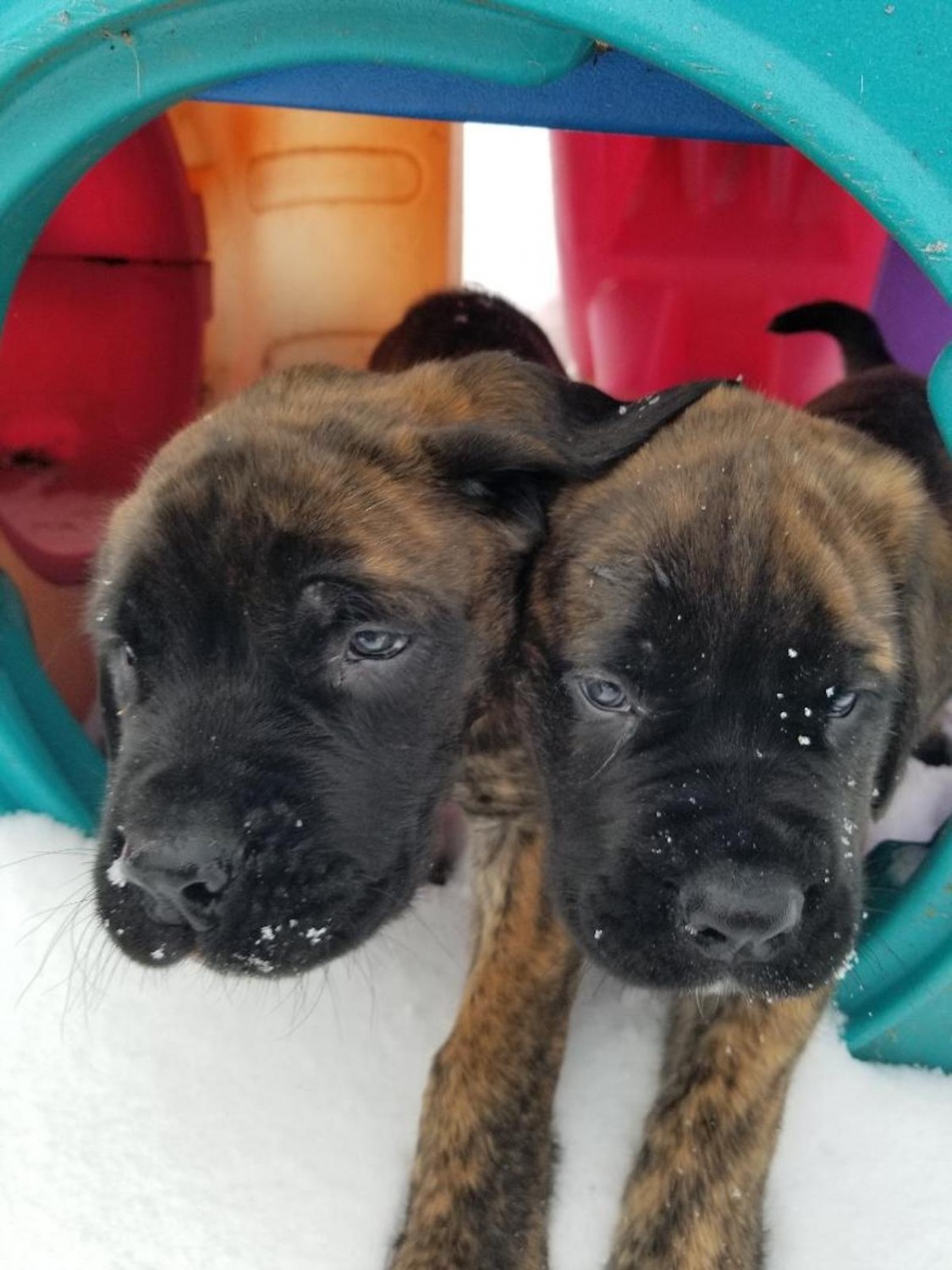 English Mastiff Puppies For Sale Rio, WI 321321