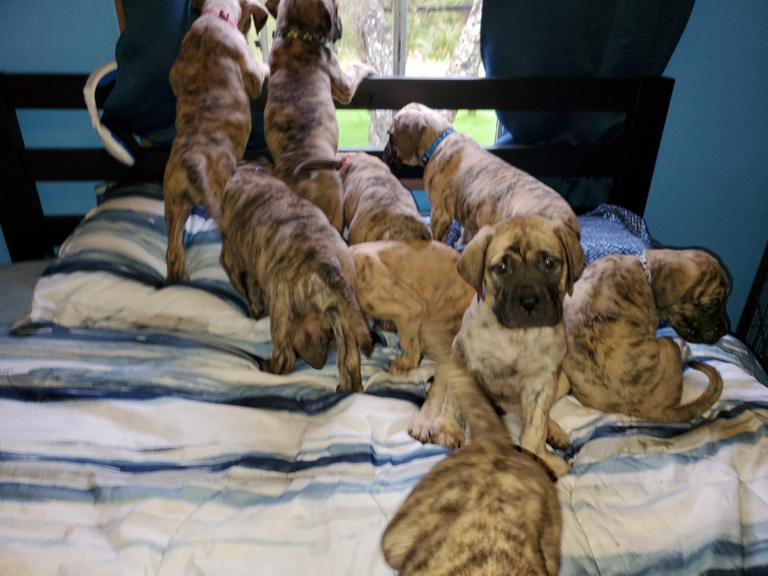 reverse brindle english mastiff puppies for sale