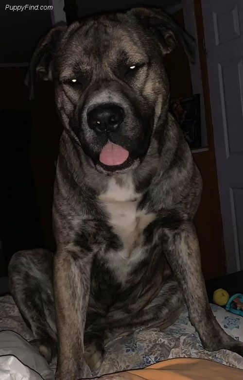 English Mastiff Puppies For Sale Rochester, NY 343311