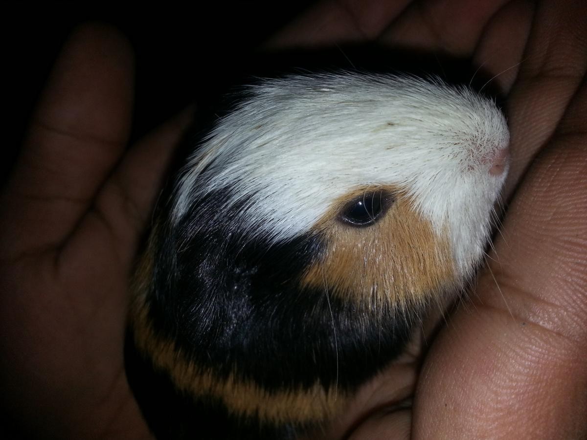English Merino Guinea Pig Rodents For Sale Pune, MH 108046