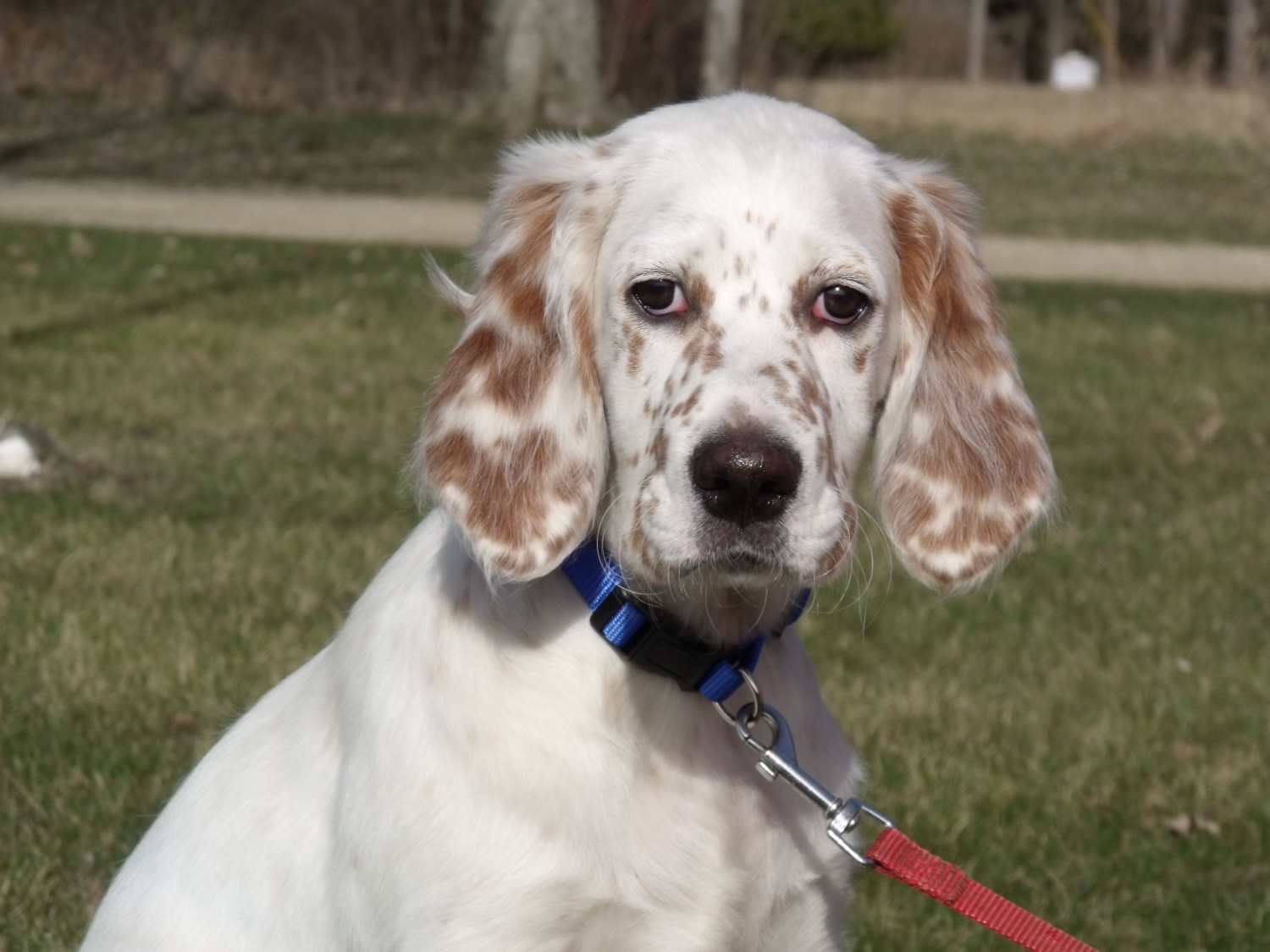 English Setter Puppies For Sale | Croswell, MI #265439