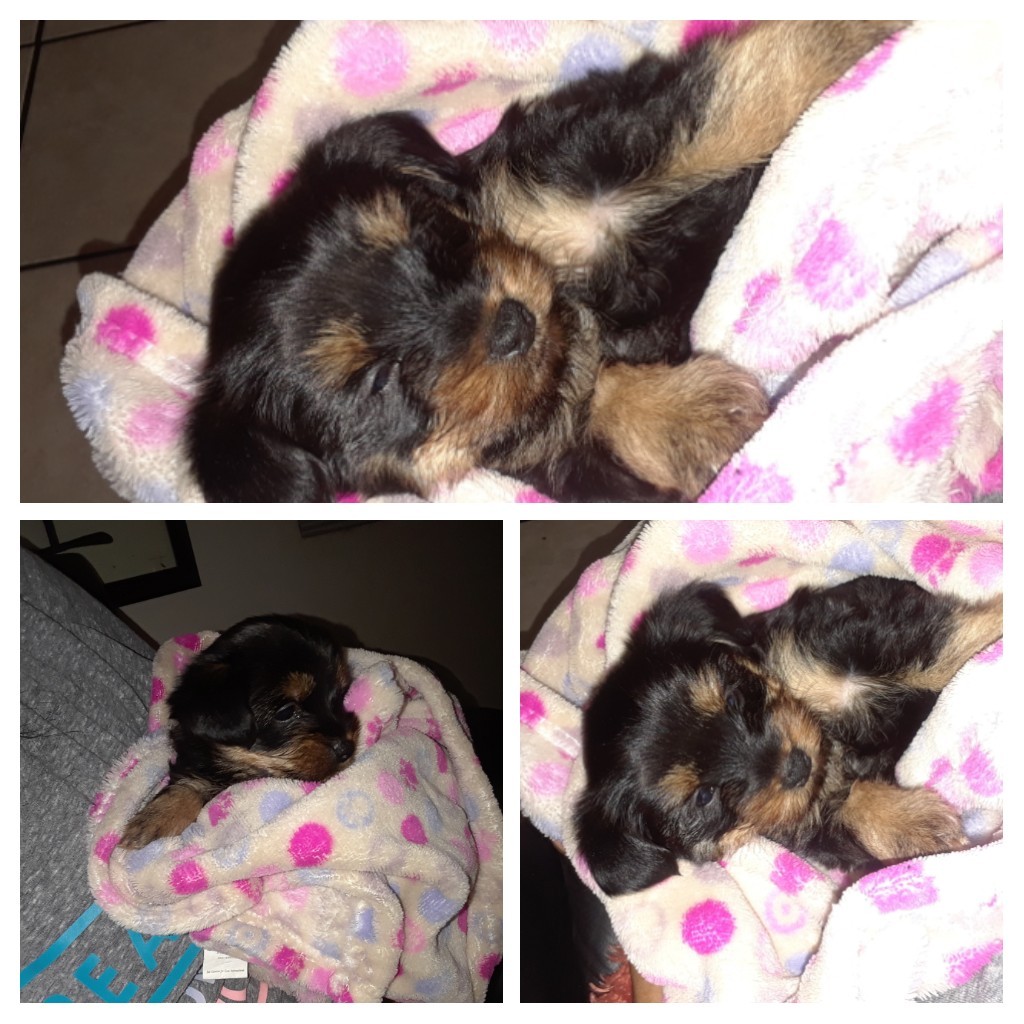 English Toy Terrier Black Tan Puppies For Sale Los Angeles Ca 315690