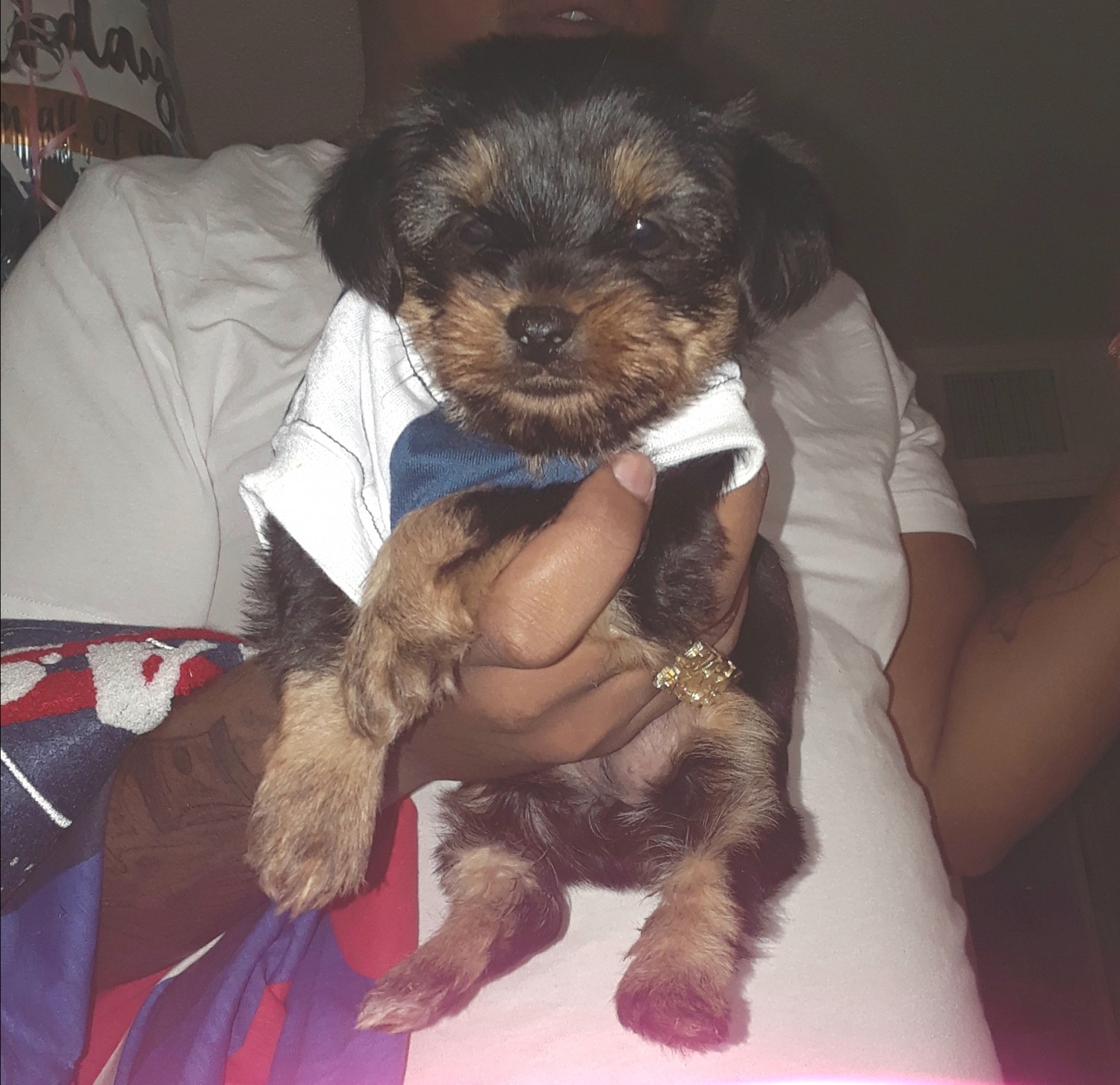 English Toy Terrier Black Tan For Sale 18