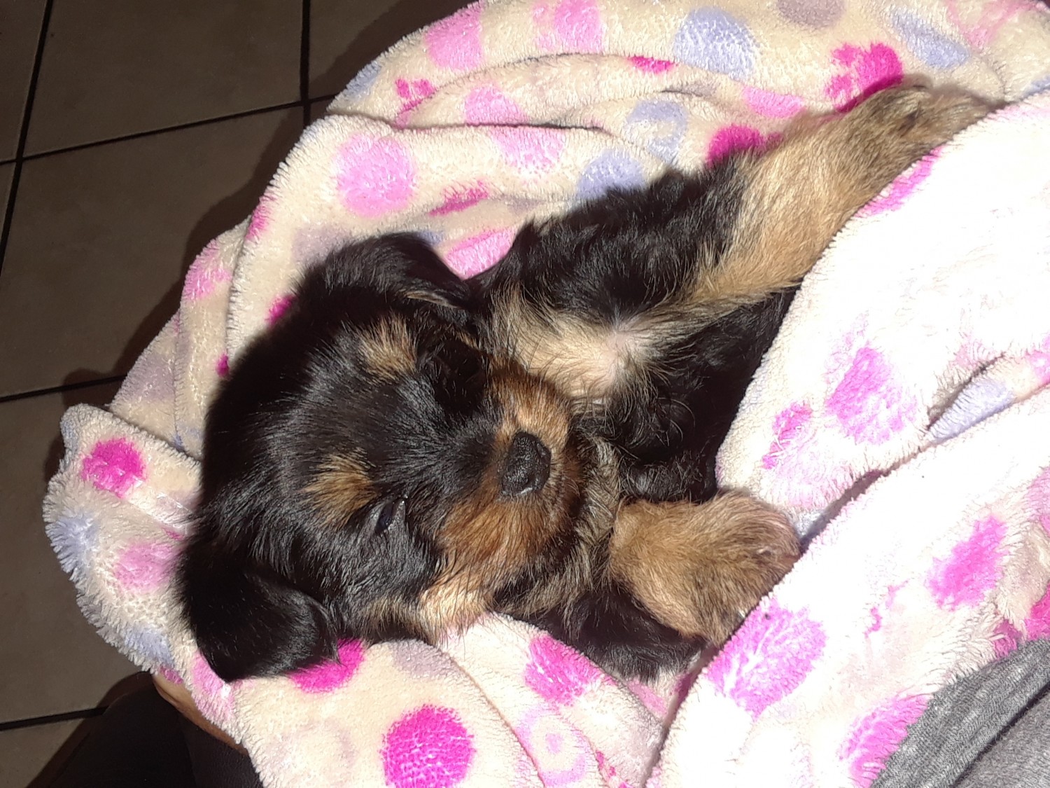 English Toy Terrier Black Tan Puppies For Sale Los Angeles Ca 315690