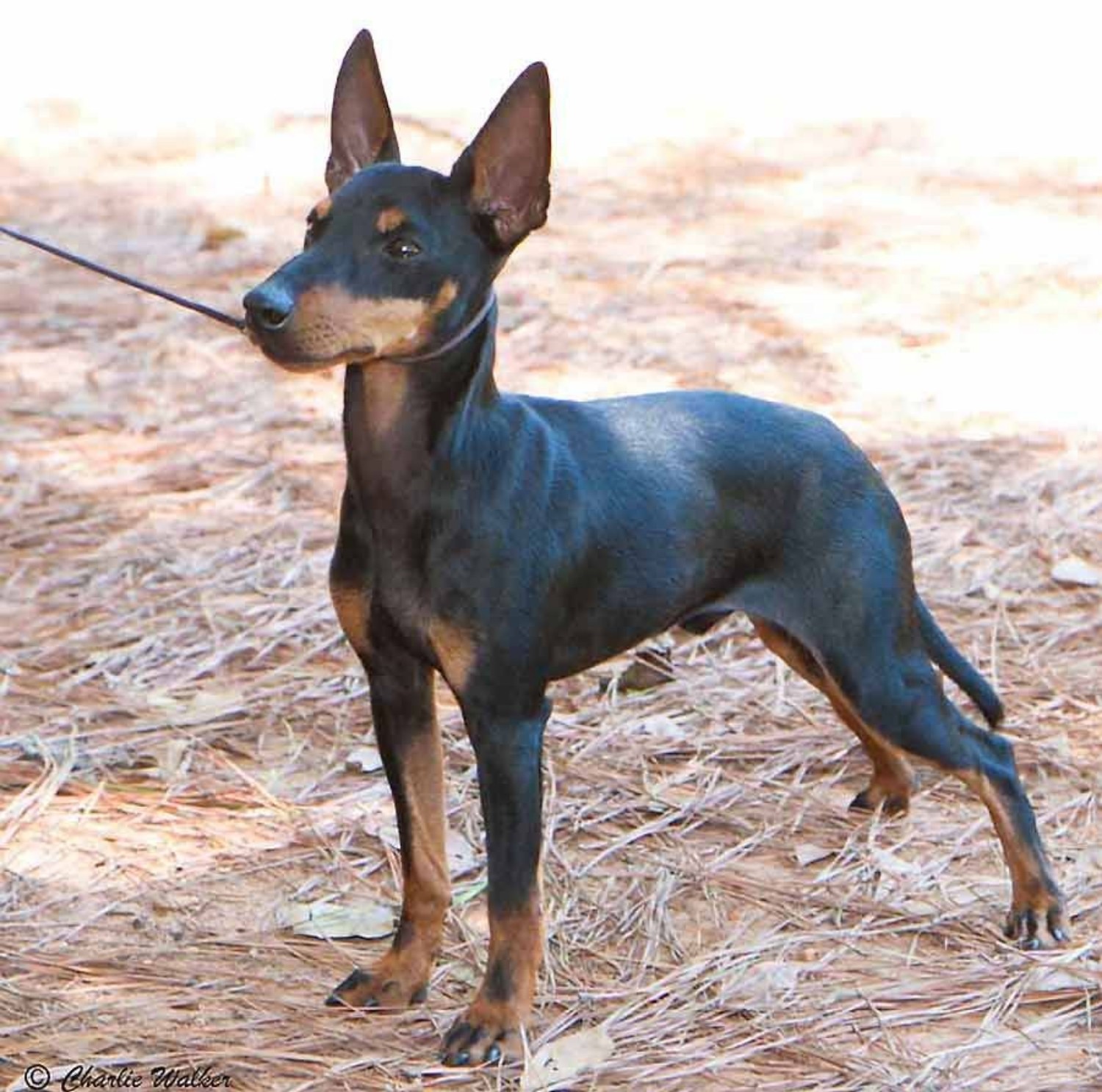 Russian Toy Terrier Vs English Toy Terrier Black Tan Breed Comparison