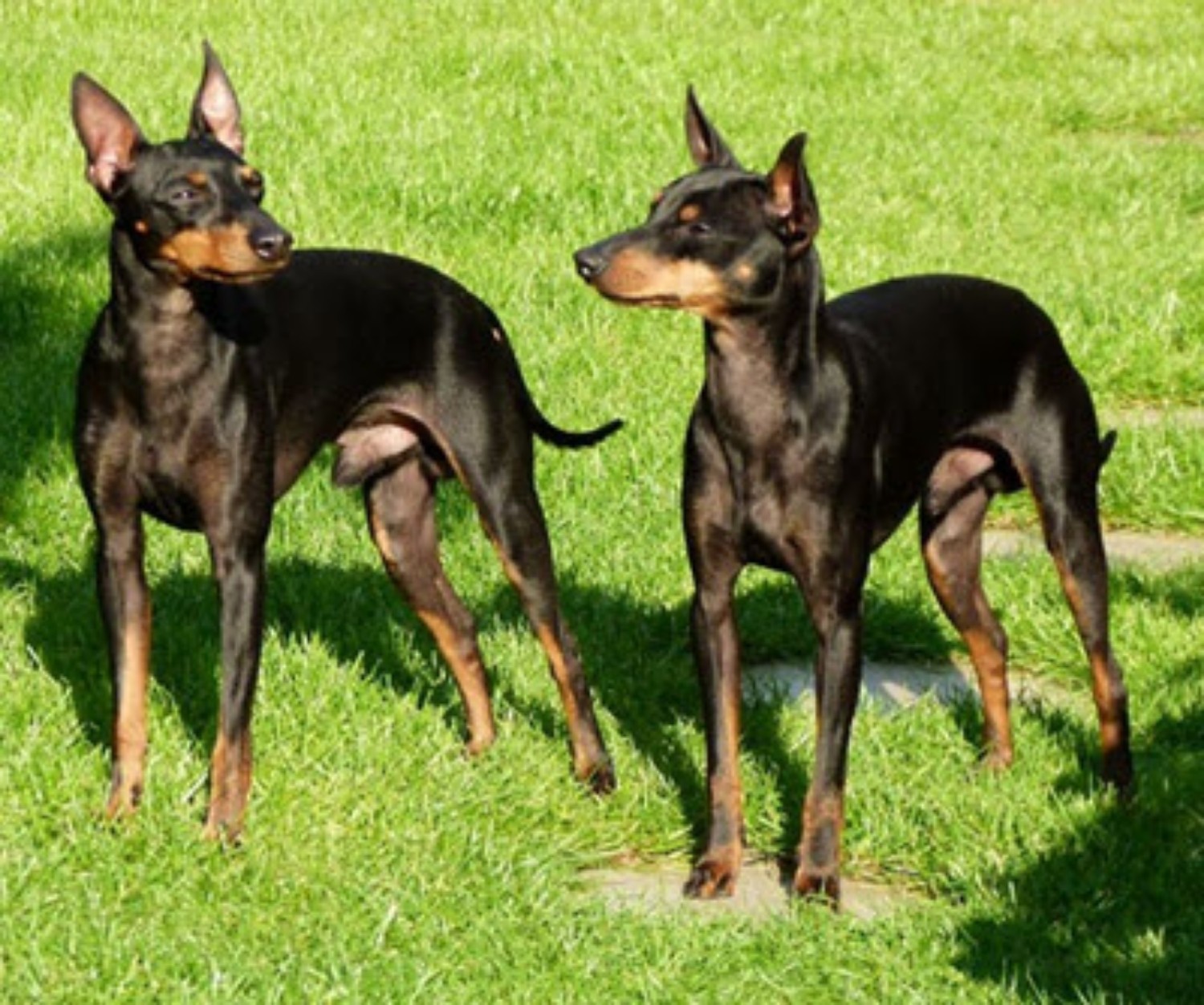 English Toy Terrier Black Tan Vs Affenpinscher Breed Comparison