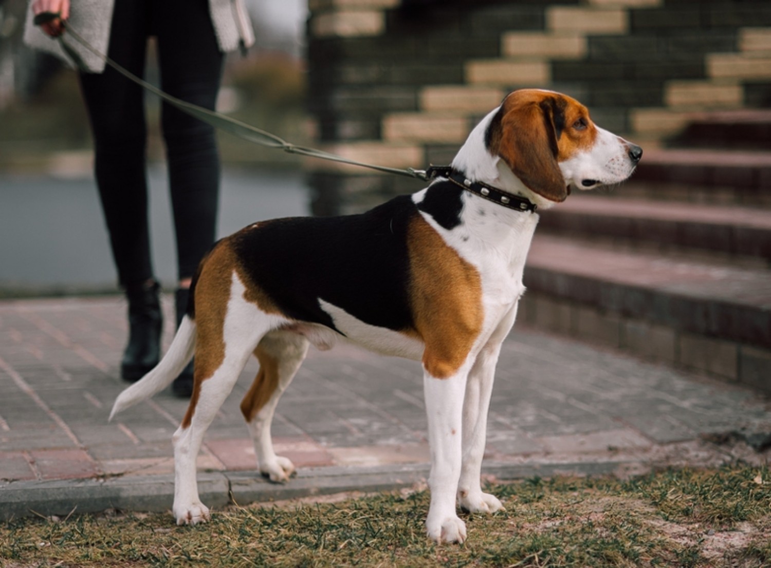 Estonian Hound Vs Beagle Breed Comparison Mydogbreeds