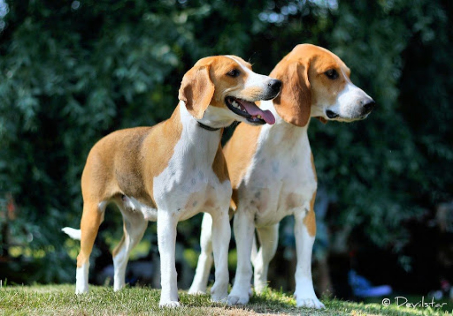 Estonian Hound Vs Beagle Breed Comparison Mydogbreeds