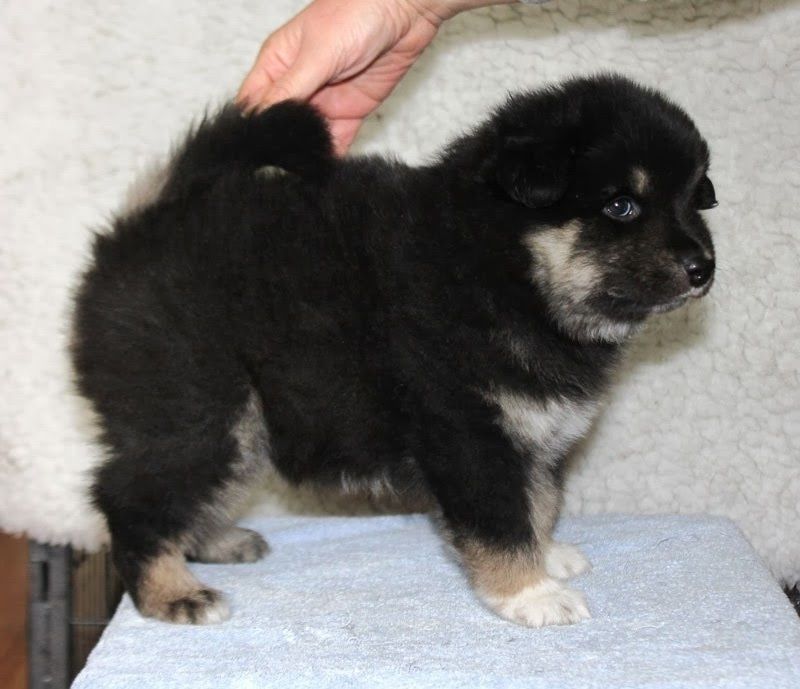 Eurasier Puppies For Sale California Eurasia Rg'd, Eurasier Breeder