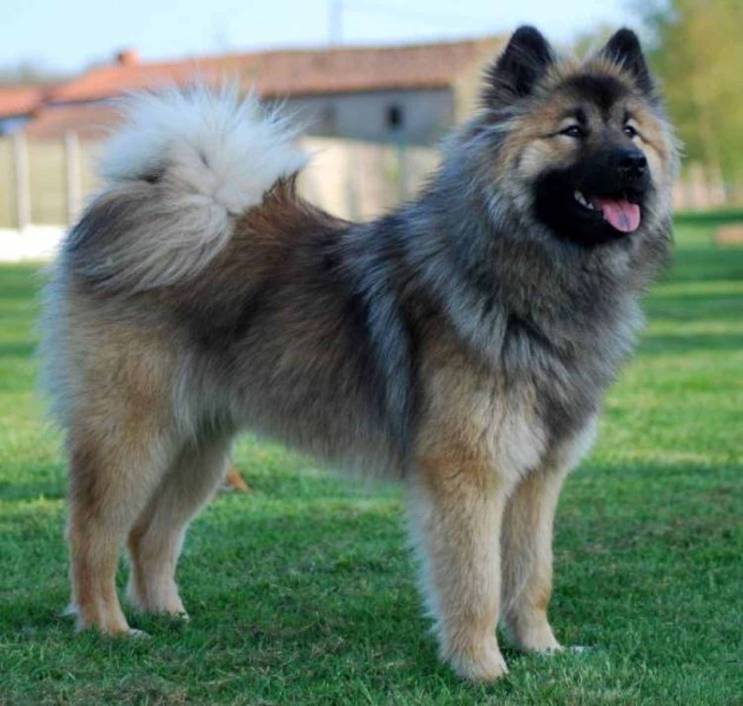 56 Best Pictures Eurasier Puppies For Sale California : Eurasier Dog Breed Information 11 Facts To Know Your Dog Advisor