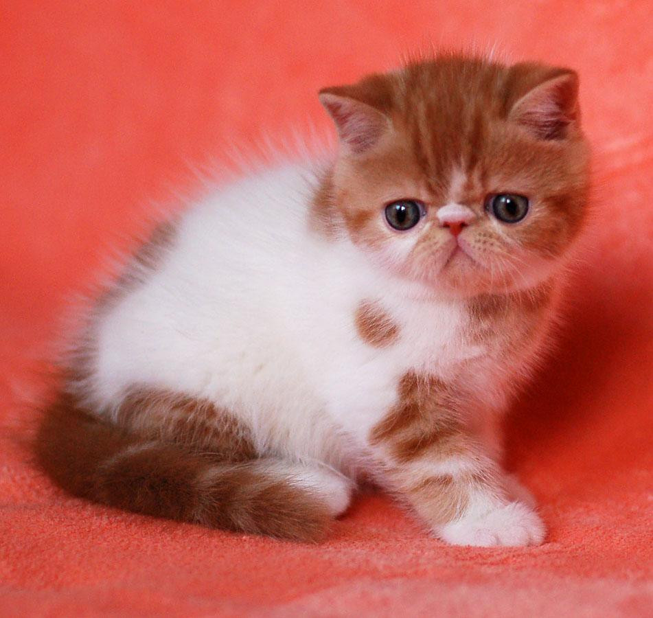 exotic kittens for adoption