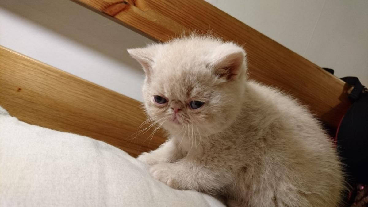 Exotic Shorthair Cats For Sale Jersey City, NJ 131265