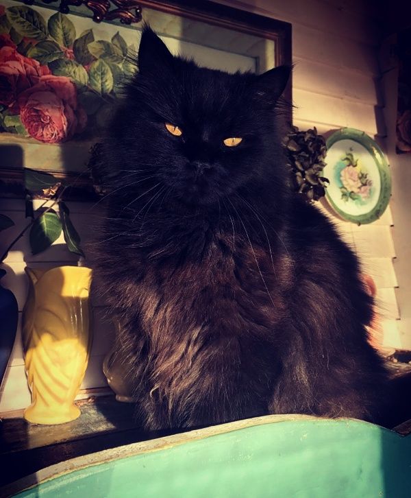 Exotic Shorthair Cats For Sale Hastings, MI 192430