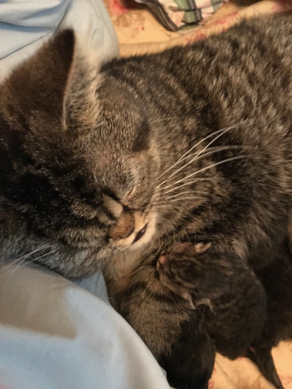 Exotic Shorthair Cats For Sale Hastings, MI 192430