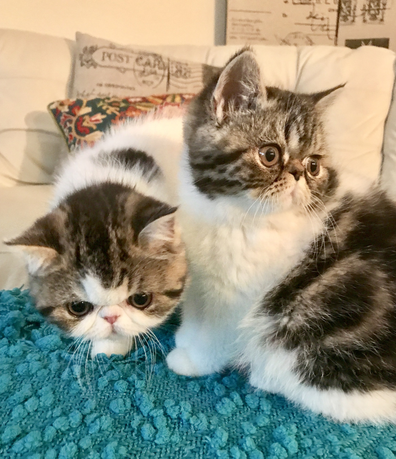 Exotic Shorthair Cats For Sale | Milwaukee, WI #201955