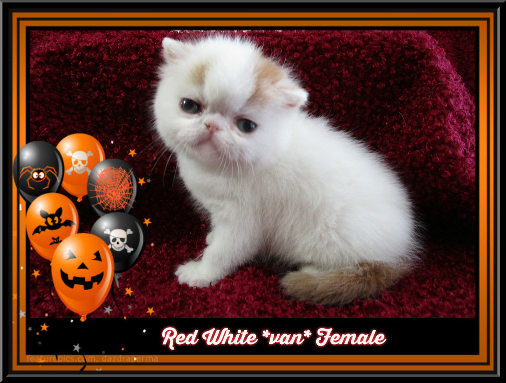 Exotic Shorthair Cats For Sale | Riverside, CA #244405