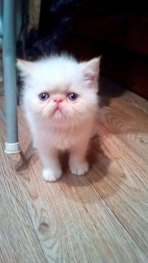 Exotic Birds For Sale St Louis Mo