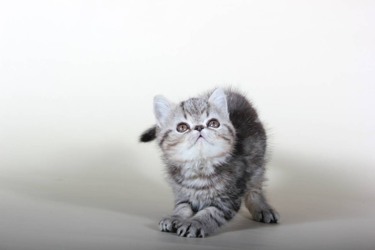 Exotic Shorthair Cats For Sale North Miami Beach, FL 264941