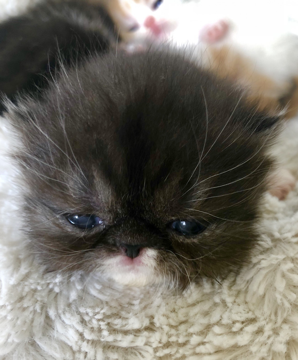 Exotic Shorthair Cats For Sale | Miami, FL #266877