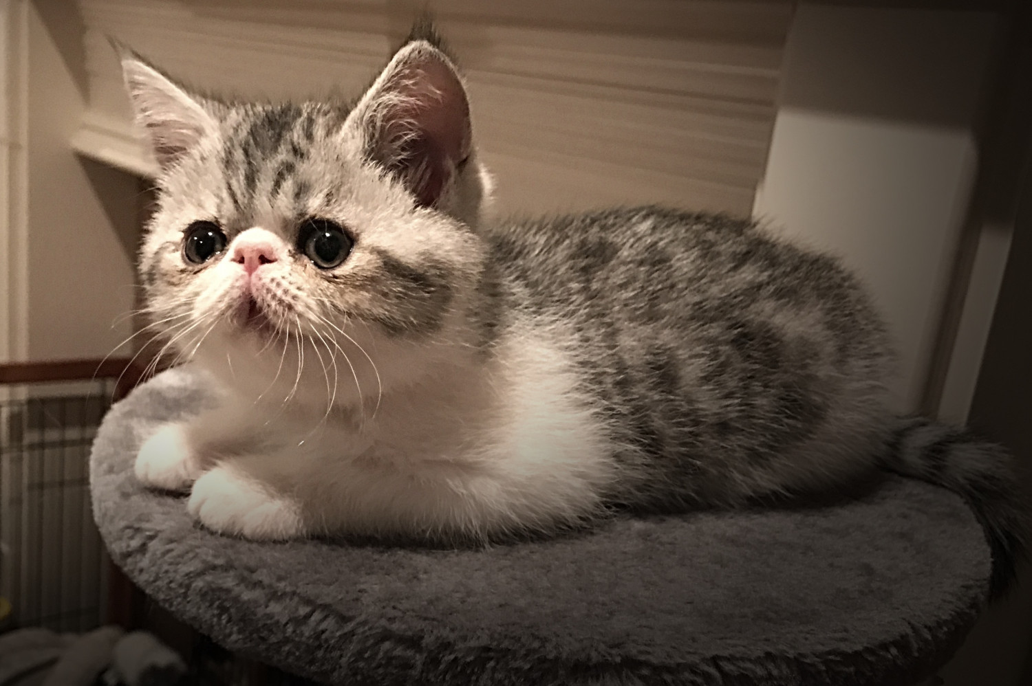 Exotic Shorthair Cats For Sale - Fort Worth, TX #282691