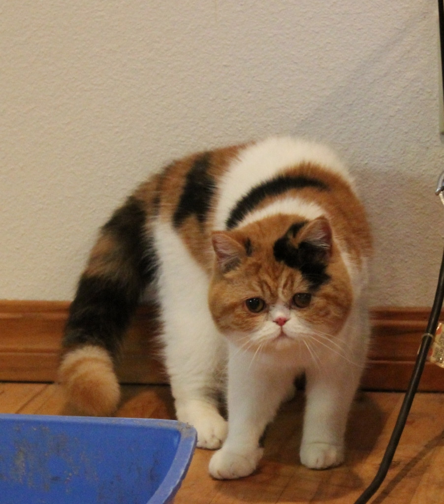 Exotic Shorthair Cats For Sale Harrison, AR 288650