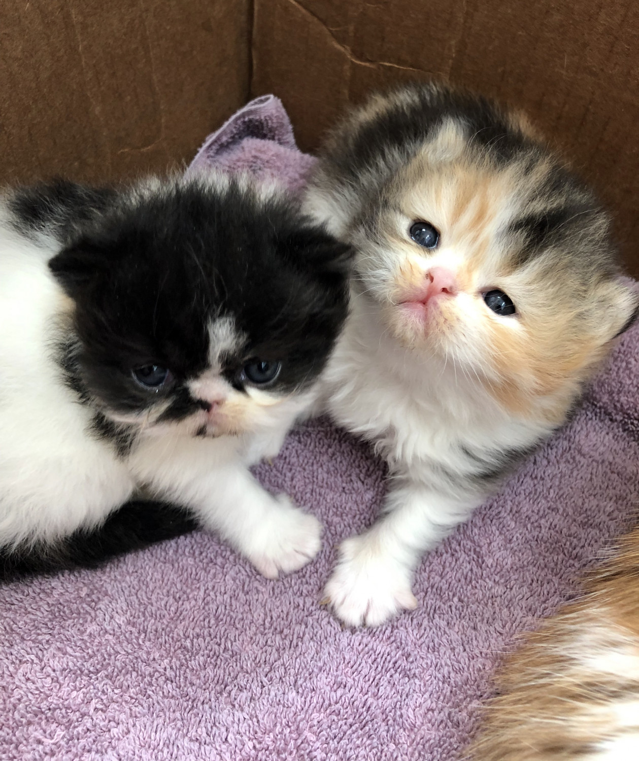 Exotic Shorthair Cats For Sale Buffalo, NY 292284