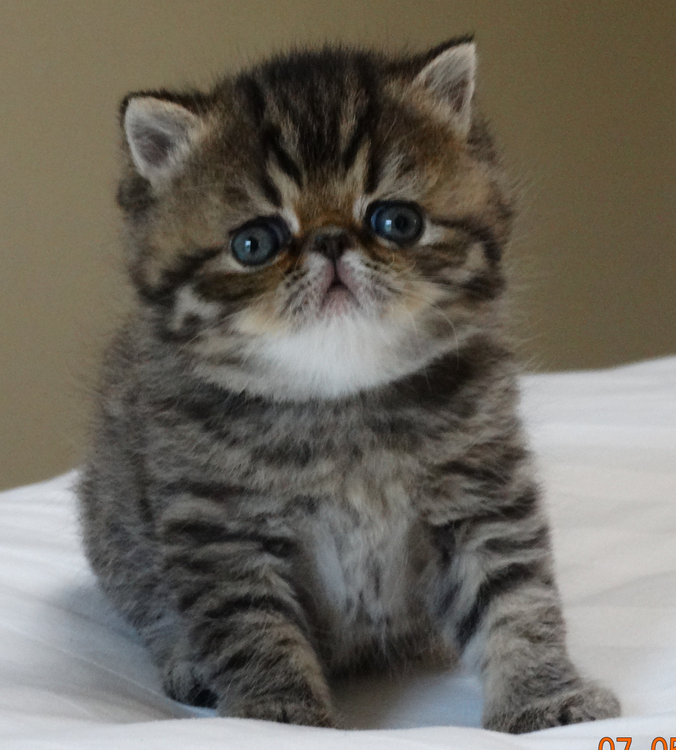 Exotic Shorthair Cats For Sale | Fayetteville, AR #301498