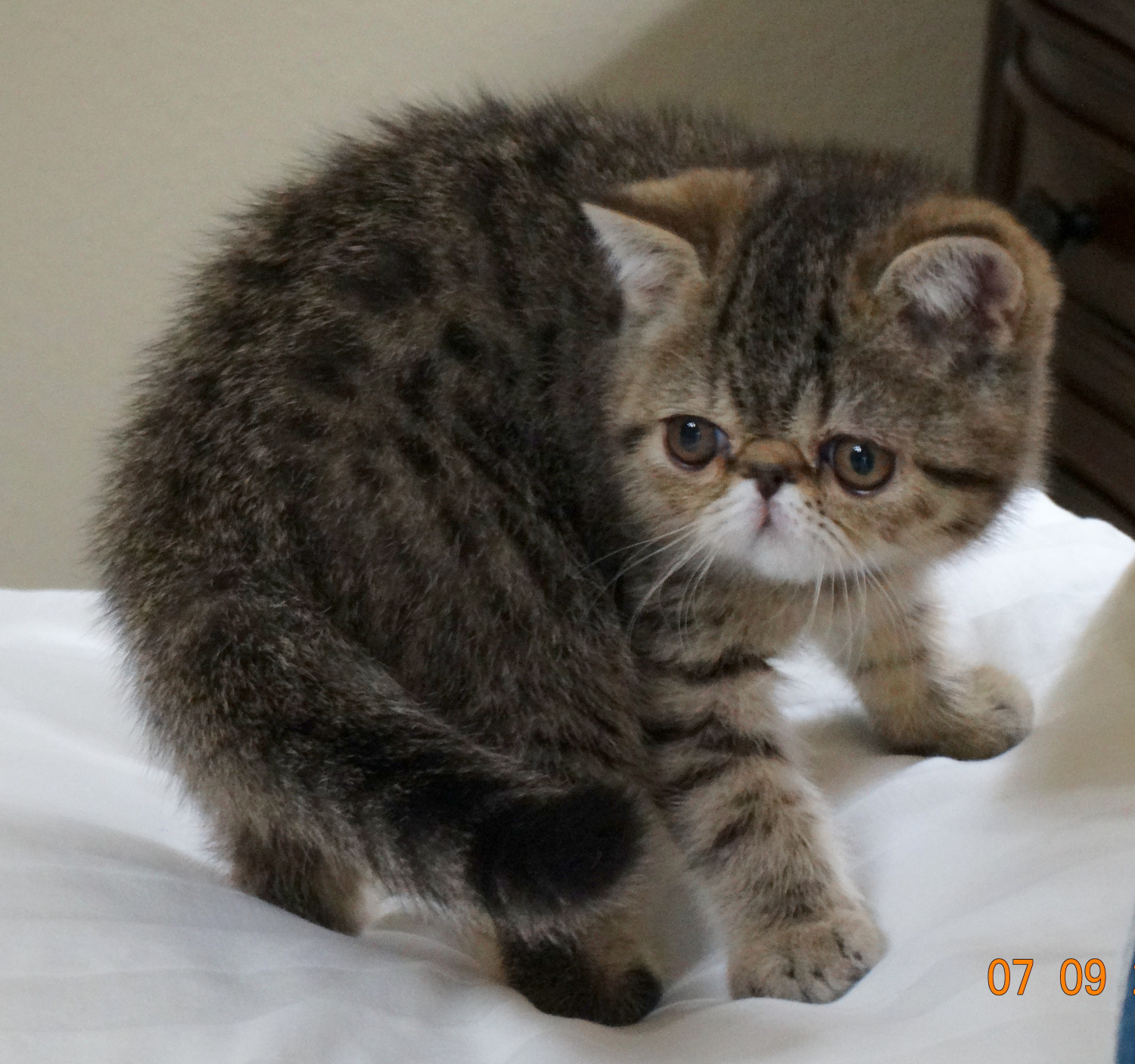 Exotic Shorthair Cats For Sale Fayetteville Ar 303589