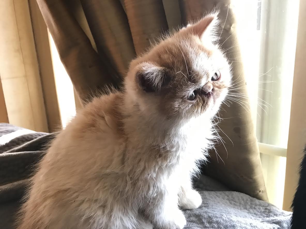 Exotic Shorthair Cats For Sale Reno, NV 316905