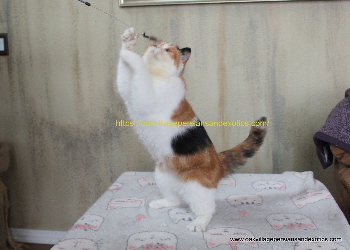 Exotic Shorthair Cats For Sale | Aurora, CO #346568