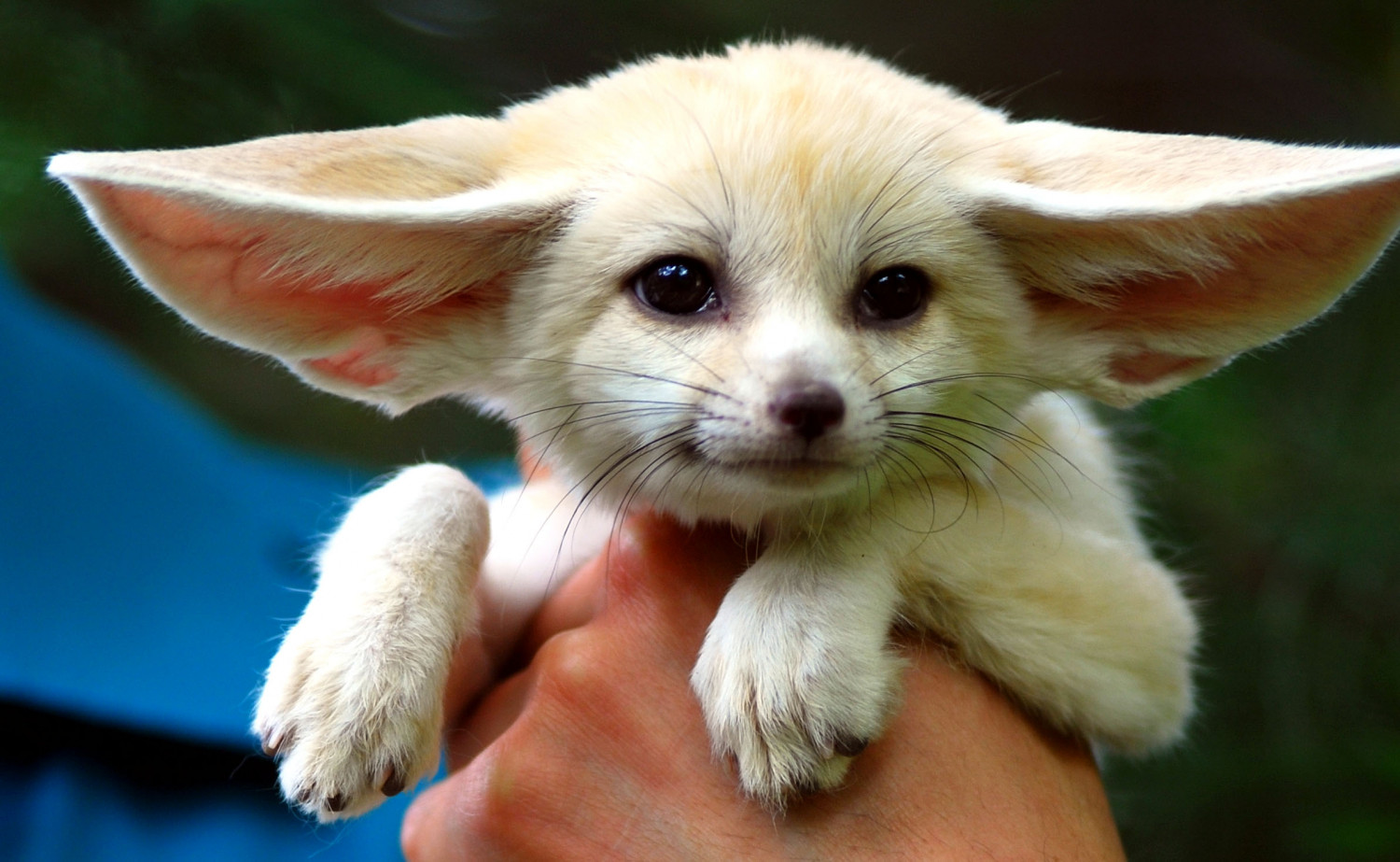 Fennec Fox Animals For Sale Virden, IL 192916 Petzlover