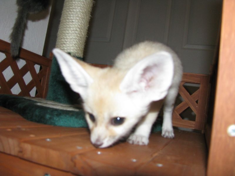 Fennec Fox Animals For Sale Tampa, FL 208517 Petzlover