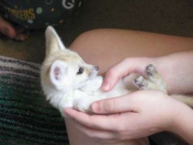 Fennec Fox Animals For Sale | Tempe, AZ #246425 | Petzlover