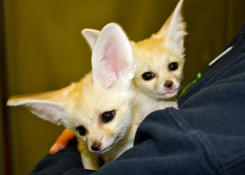 Fennec Fox Animals For Sale Trumbull, CT 255004