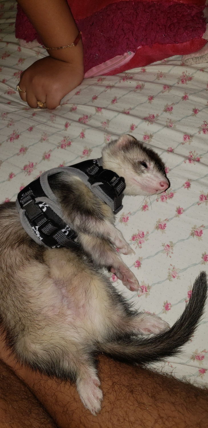 Ferret Animals For Sale Laredo, TX 300540 Petzlover