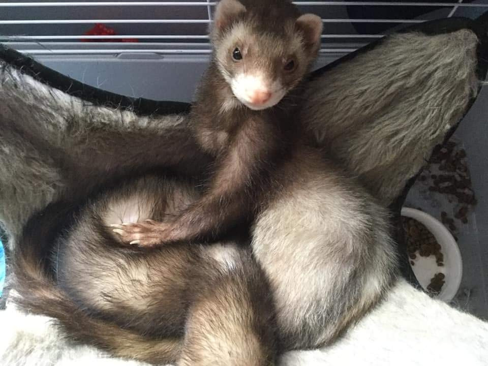 Ferret Animals For Sale Summerville, SC 304047