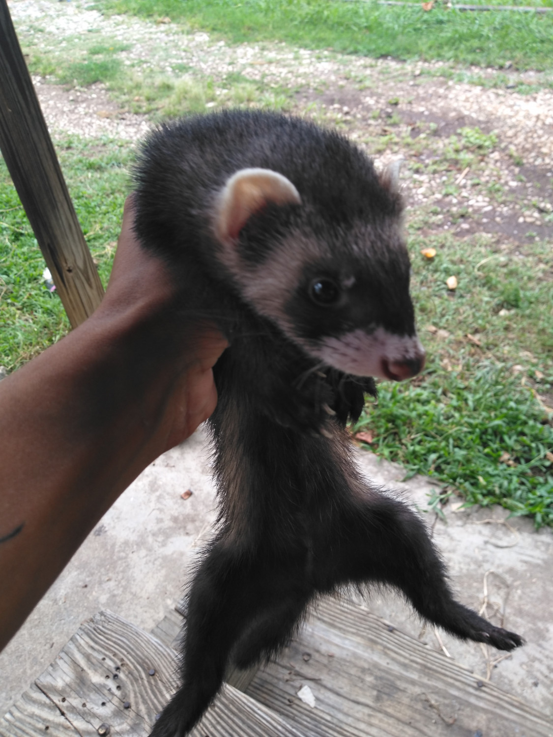 ferrets for sell