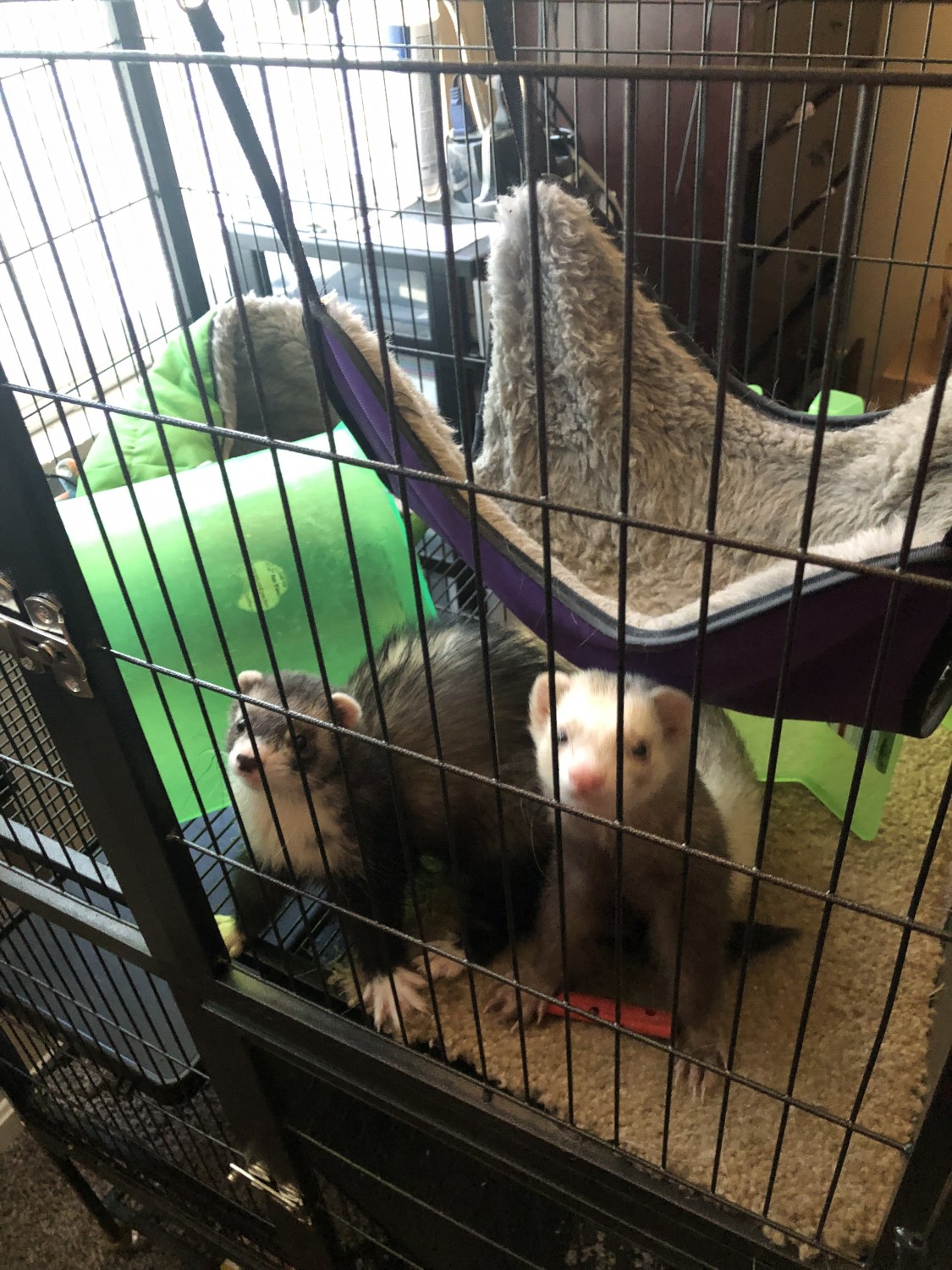 "Ferret" Animals For Sale Mildenhall Way, Louisville, KY 306664