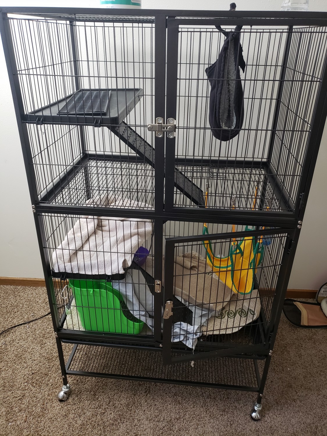 Ferret Animals For Sale Madison, WI 327029 Petzlover