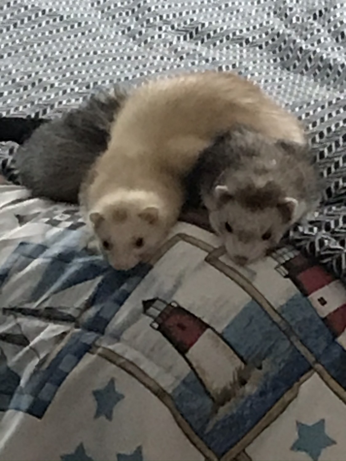 Ferret Animals For Sale Harrisburg, PA 329378 Petzlover