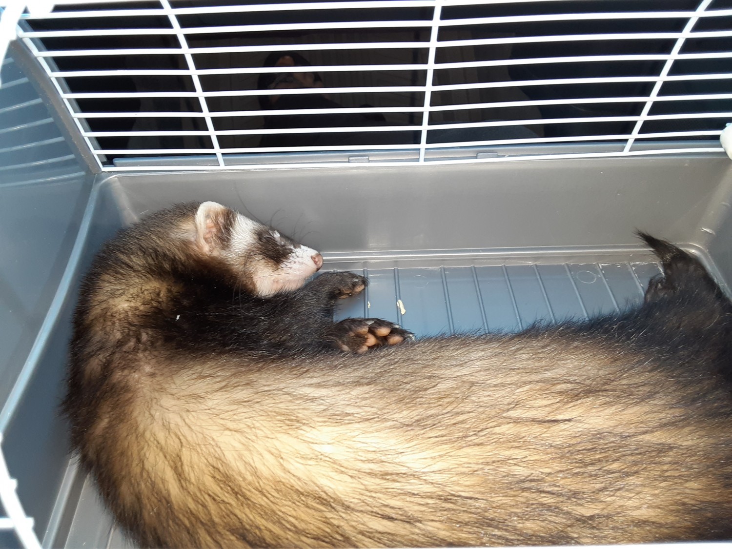 Ferret Animals For Sale Owosso, MI 329722 Petzlover
