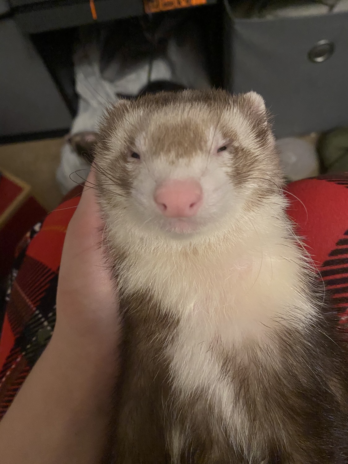 Ferret Animals For Sale Amarillo, TX 339051 Petzlover