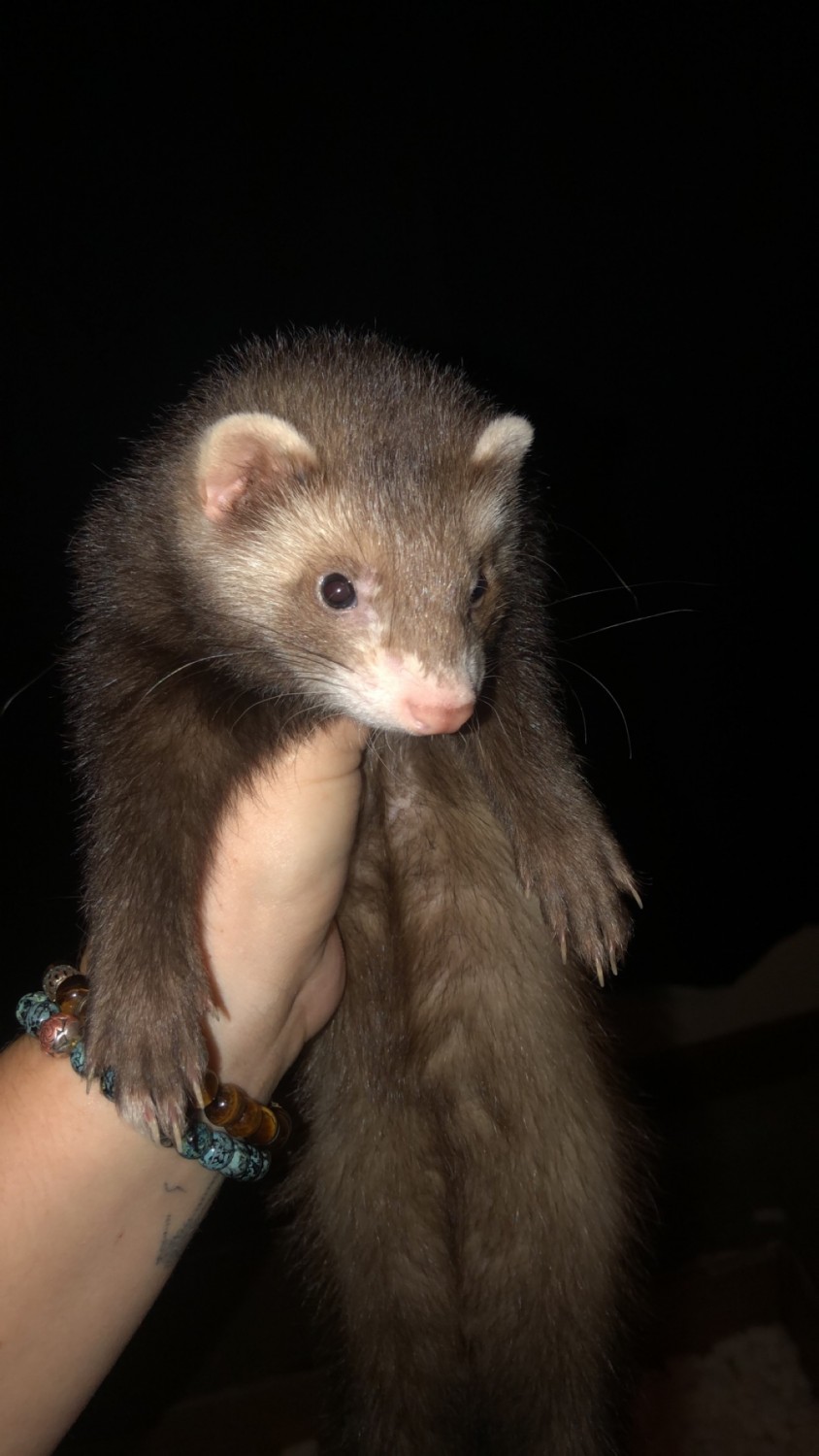 Ferret Animals For Sale Houston, TX 343774 Petzlover