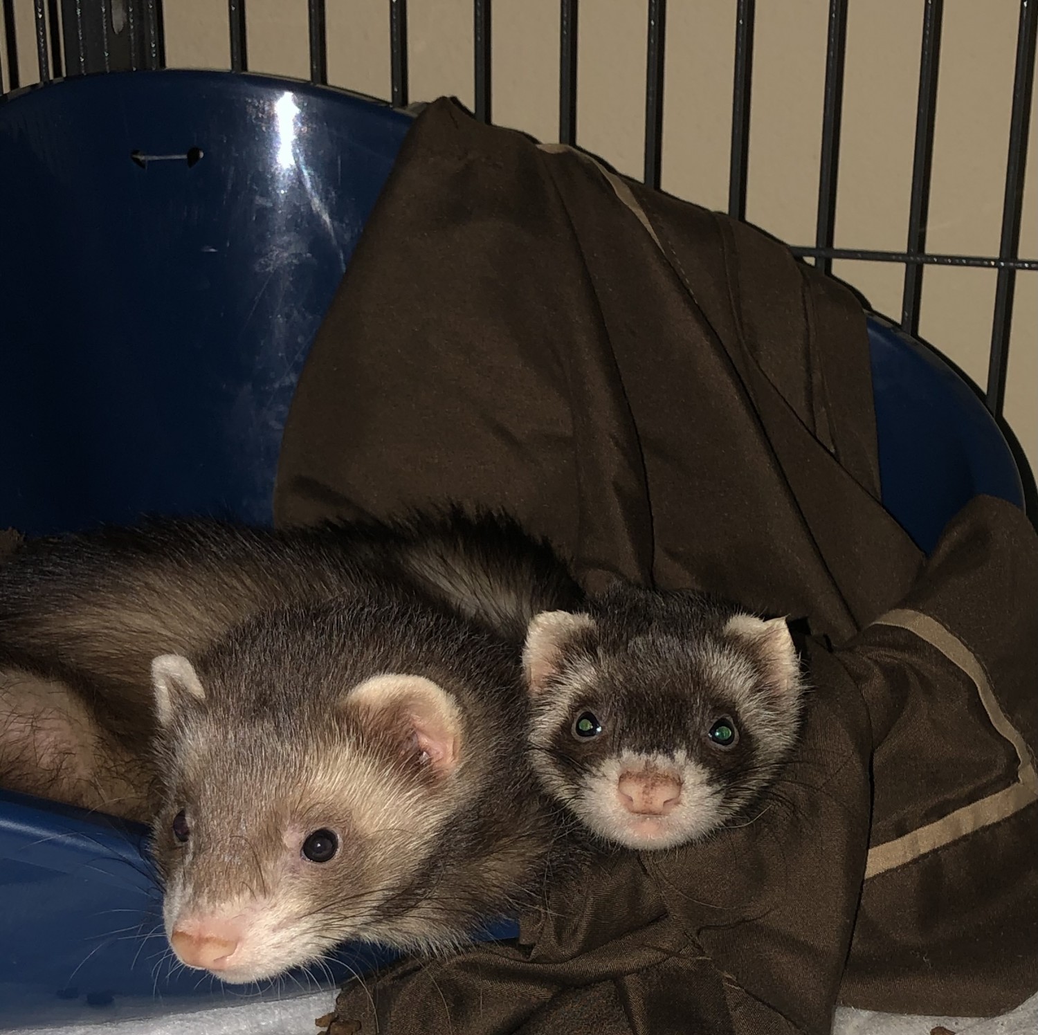 Ferret Animals For Sale Houston, TX 343774 Petzlover