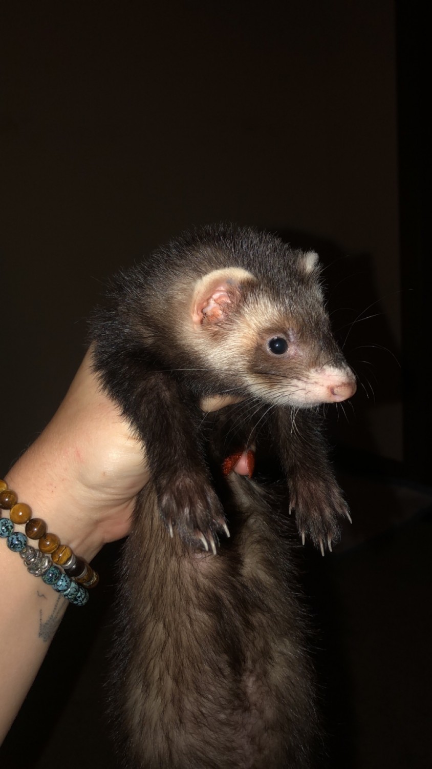 Ferret Animals For Sale Houston, TX 343774 Petzlover